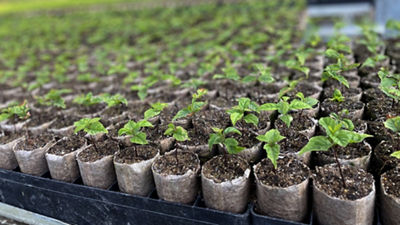 mudas reflorestamento